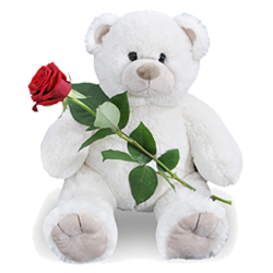 rose_bear